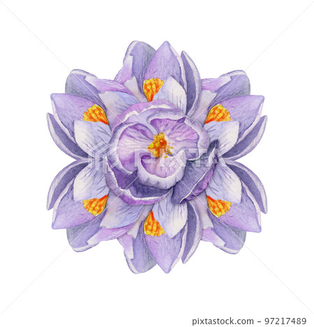 Watercolor hand drawn composition with spring flowers, crocus, leaves and stems, bow, gift tag. Isolated on white background. For invitations, wedding, greeting cards, wallpaper, print, textile. 97217489