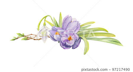 Watercolor hand drawn composition with spring flowers, crocus, leaves and stems, bow, gift tag. Isolated on white background. For invitations, wedding, greeting cards, wallpaper, print, textile. 97217490