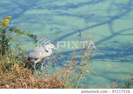 Waterside heron 97217558