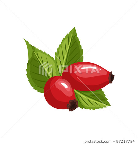 rosehip rose hip cartoon vector illustration 97217784
