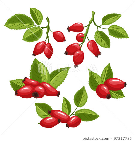 rosehip rose berry hip set cartoon vector illustration 97217785