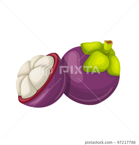 mangosteen fruit cut cartoon vector illustration 97217786