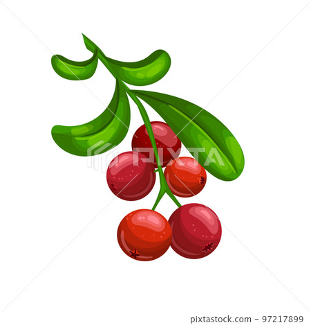 cranberry food cartoon vector illustration 97217899