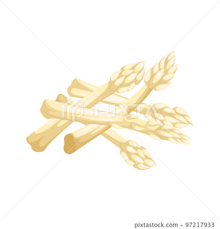 asparagus white cartoon vector illustration asparagus white cartoon vector illustration 97217933