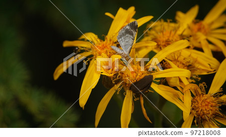 Shiroshitaobiedashaku sucking the nectar of Ligularia dentata 97218008