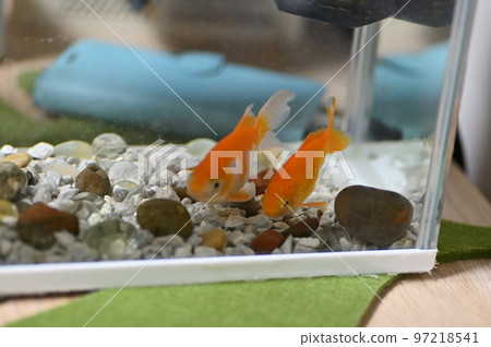 水族館裡的兩條金魚 97218541