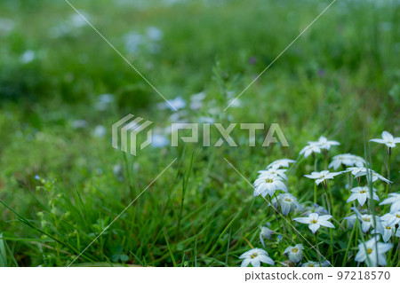 Spring Star Flower 97218570