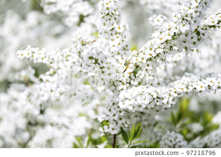 Snow willow [Kanagawa Prefecture] 97218796