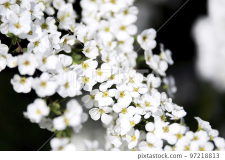 Snow willow [Kanagawa Prefecture] 97218813