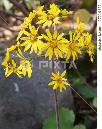 Kantsuwabuki flower Kantsuwabuki flower 97219321