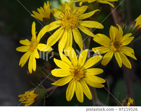 關津和吹花 97219326