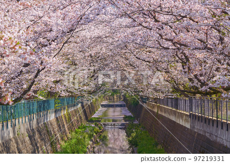 View cherry blossom trees along the Aso River in Katahira, Asao Ward, Kawasaki City, Kanagawa Prefecture View cherry blossom trees along the Aso River in Katahira, Asao Ward, Kawasaki City, Kanagawa Prefecture 97219331