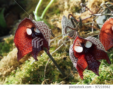 Aristolochia salvadorensis Aristolochia salvadorensis 97219362
