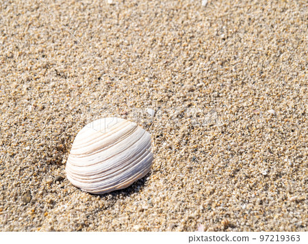 Sea shells on the beach. Sea shells on the beach. 97219363