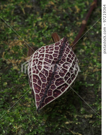 薩爾瓦多馬兜鈴 97219364