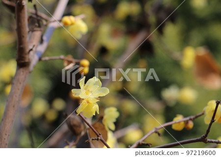 日本五香粉在早春用它的香氣誘惑你 97219600