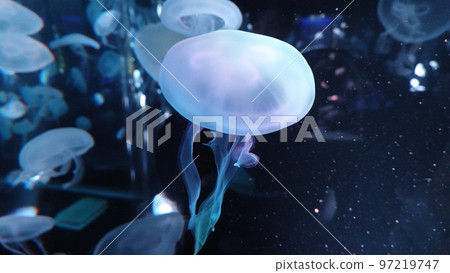 jellyfish  97219747
