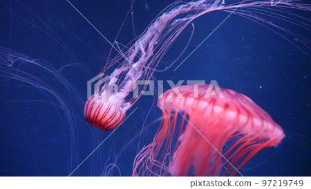 jellyfish  97219749