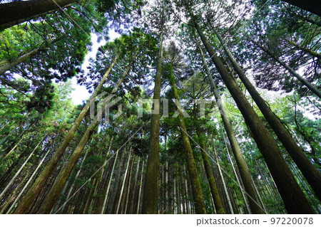 Kasugayama Primeval Forest Giant Tree Forest 97220078