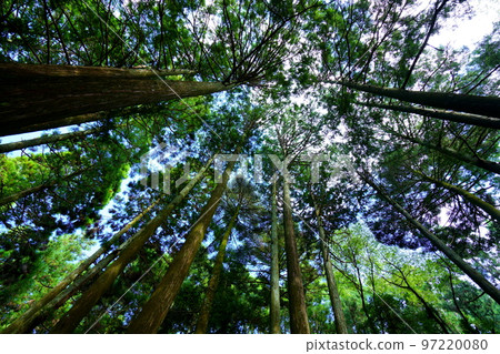 Kasugayama Primeval Forest Giant Tree Forest Kasugayama Primeval Forest Giant Tree Forest 97220080