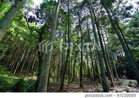 Nara Okuyama Driveway, Towering Kasugayama Primeval Forest Nara Okuyama Driveway, Towering Kasugayama Primeval Forest 97220089