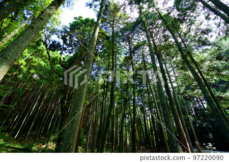 Nara Okuyama Driveway, Towering Kasugayama Primeval Forest 97220090