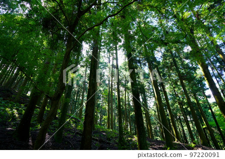 Nara Okuyama Driveway/Dark Primeval Forest 97220091