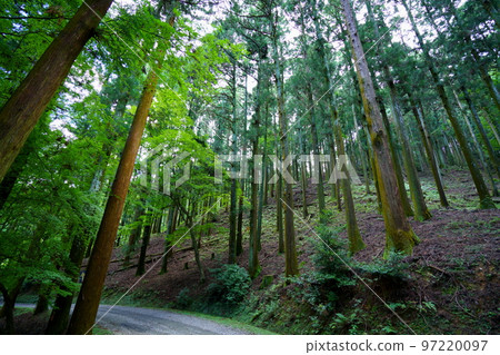 奈良奧山車道/黑暗原始森林 奈良奧山車道/黑暗原始森林 97220097