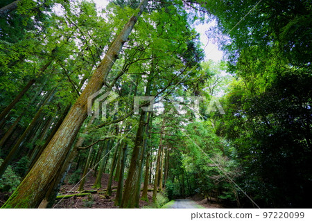 奈良奧山車道/黑暗原始森林 奈良奧山車道/黑暗原始森林 97220099