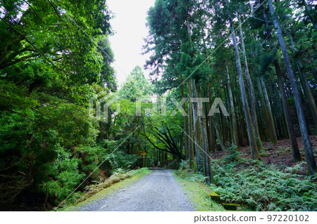 奈良奧山車道/黑暗原始森林 奈良奧山車道/黑暗原始森林 97220102