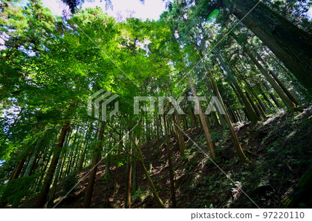 奈良奧山車道/黑暗原始森林 97220110