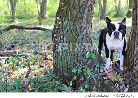 2022Mighty-kun, the Boston Terrier staring cutely through the trees in the woods near Hatoyama Rural Park, the happiest place in Japan♡ 97220175