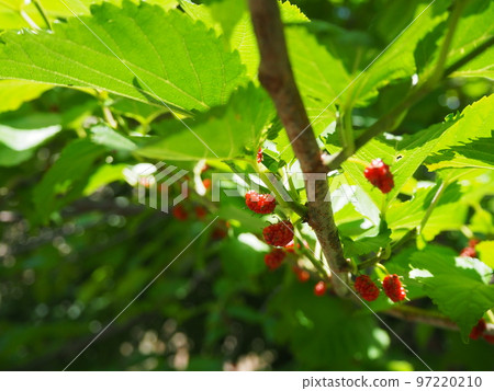 unripe red mulberry unripe red mulberry 97220210