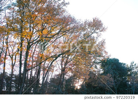 冬季形象灌木叢公園步行道 冬季形象灌木叢公園步行道 97220319