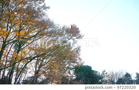 冬季形象灌木叢公園步行道 97220320