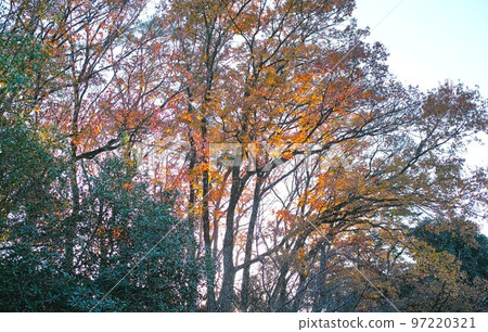 冬季形象灌木叢公園步行道 97220321