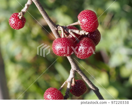 Hosogumi (Hosogumi)・Russian olive fruit 97220338