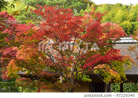 Autumn landscape maple 97220340