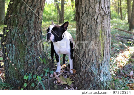 2022Mighty-kun, the Boston Terrier staring cutely through the trees in the woods near Hatoyama Rural Park, the happiest place in Japan♡ 2022Mighty-kun, the Boston Terrier staring cutely through the trees in the woods near Hatoyama Rural Park, the happiest place in Japan♡ 97220534