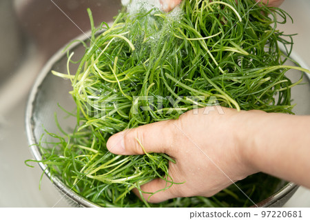 How to cook and wash Okahijiki, a traditional Yamagata vegetable How to cook and wash Okahijiki, a traditional Yamagata vegetable 97220681