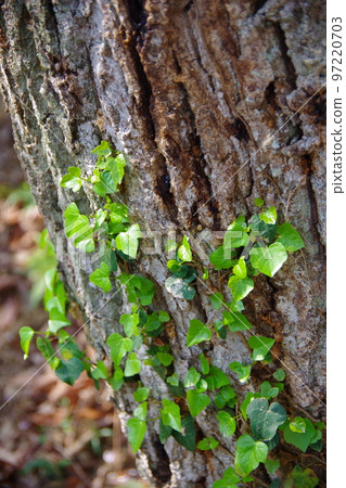 Ivy which wraps around a tree Ivy which wraps around a tree 97220703