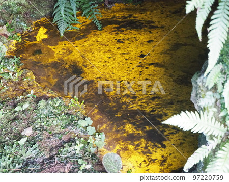 Hikarimo，一種生活在日本各地水質乾淨的洞穴等池塘中的藻類 97220759