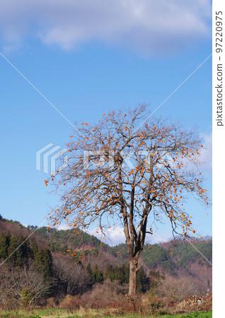 Persimmon tree 97220975