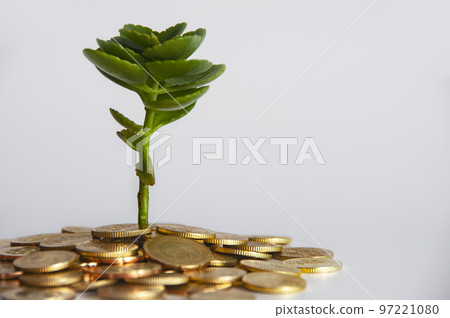 Growing plant on gold coins with customizable space for text. Copy space and investment concept. 97221080