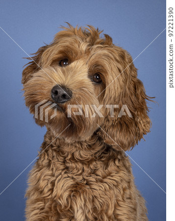 Head shot of brown dog on blue background 97221390