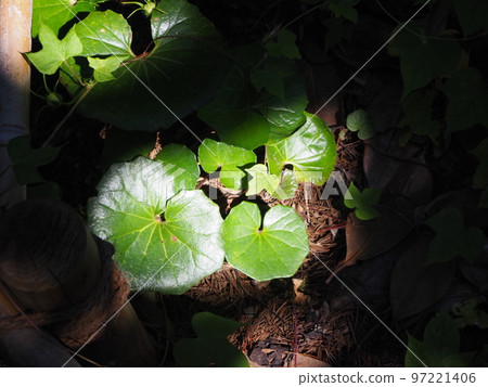 被曝光的日本蜀葵葉子 97221406