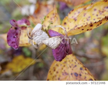 深秋的一天風平浪靜，感覺收穫的季節早已過去，冬天即將來臨。枯萎的繡球花很漂亮。 97221446