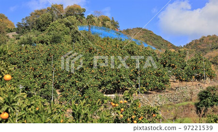 Mandarin orange mountain / Arita mandarin orange (Arida City, Wakayama Prefecture) 97221539