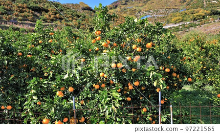 橘子山/有田橘子（和歌山縣有田市） 97221565