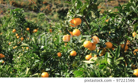 Mandarin orange tree, Arita mandarin orange (Arida City, Wakayama Prefecture) Mandarin orange tree, Arita mandarin orange (Arida City, Wakayama Prefecture) 97221566